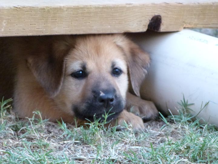 chinook dog